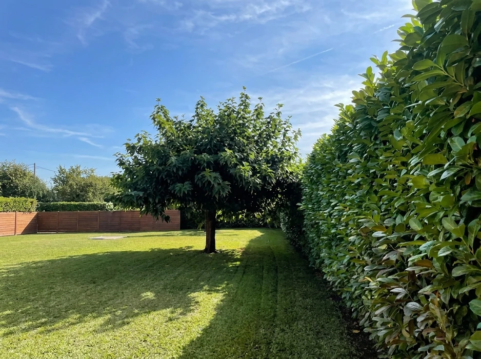 Jardin privatif entretenu, pelouse tondue avec traces de passage, haie taillée de lauriers-palmes (*Prunus laurocerasus*) en limite de propriété, arbre fruitier isolé sur gazon