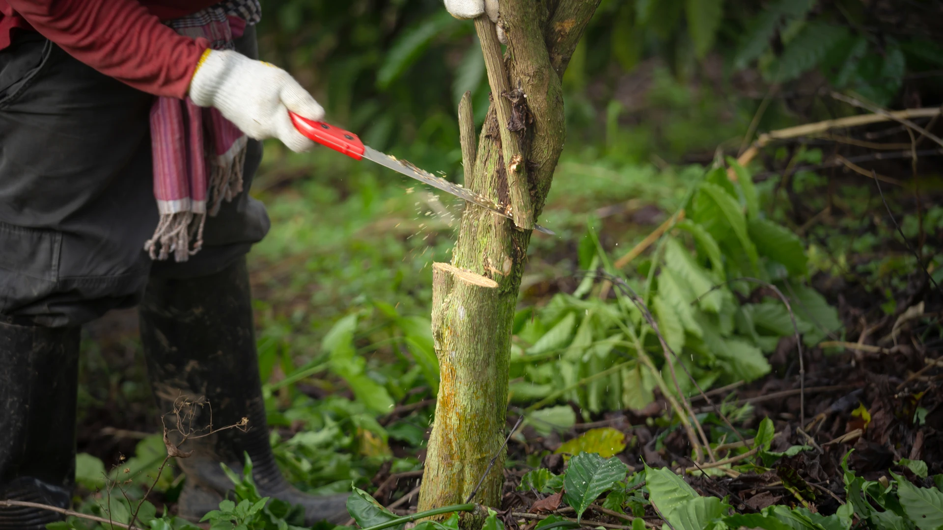 Scène extérieure d'un jardin résidentiel avec haie parfaitement taillée longeant une pelouse verte uniforme sous ciel bleu partiellement nuageux