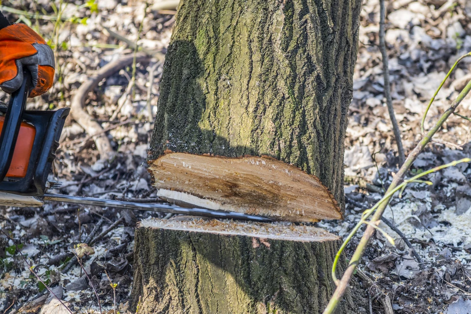 Chantier de clôture en bordure d'une voie privée arborée