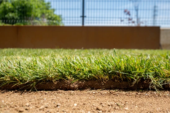 Jardin extérieur aménagé avec bacs surélevés en bois contenant des agapanthes bleues en fleurs